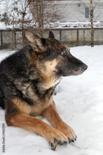 Foto Der alte Mischlingshund, der im Schnee liegt