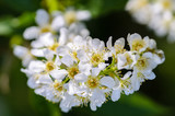White fragrant flowers of the bird cherry tree