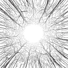 Trees In A Forest Look Up Winter Autumn Hand Drawn And Converted To Vector Illustration.