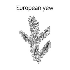 European yew Taxus baccata , poisonous plant.