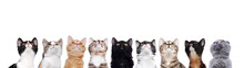 Closeup Portrait Of A Group Of Cats Of Different Breeds Looking Up Isolated On White Background