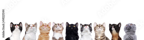 Photographie closeup portrait of a group of cats of different breeds looking up isolated on w
