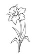 Narcissus flower isolated on white. Vector black and white line art illustration.