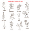 Best medicinal herbs for ear infections