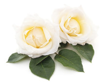 Two White Roses.