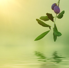 Branch of olive tree with fruits and leaves, natural agricultural sunny food background with water reflection