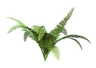 Sticker - 3D Rendering Giant Fern on White