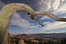 An Old Twisted Tree Reaches Outward Over The Foothills Of Colorado's Front Range.