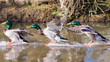 Ducks landing on water in sequence. Frozen motion.