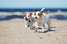 Jack Russell Terrier Dogs Playing With A Toy On The Beach
