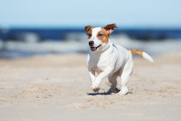 Sticker - jack russell terrier dog on a beach