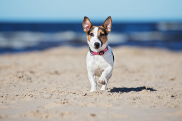  jack russell terrier walking on a beach