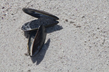 Black Mussel Shells On Beach Sand