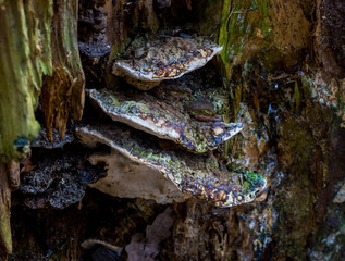 Pilz im Wald am Baum mit grünem Moos