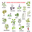 © foxyliam - Best medicinal herbs for osteoporosis