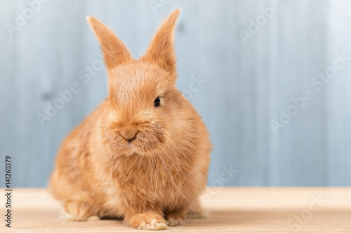 Zdjęcie XXL Piękny rudowłosy królik siedzi na drewnianej desce na niebieskim tle