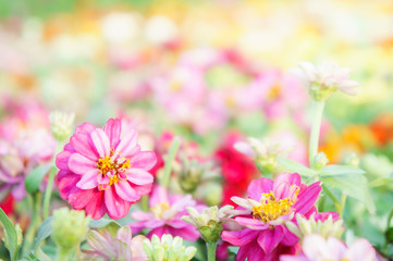 floral pink flowers zinnia in the colorful garden