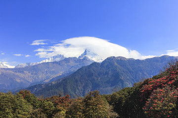 Wall Mural - Annapurna mountain range view and Rhododendron forest in Nepal