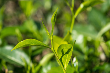  Close-up fresh tea leaves on tea bushes in a plantation