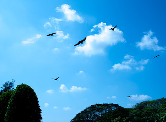 Birds flying in the sky