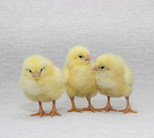  Three Funny Chicks Isolated On  Light Background, Easter