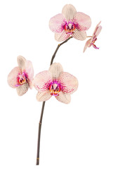 Wall Mural - Orchid flowers_7