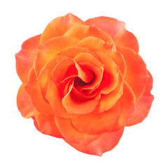 Wall Mural - Red rose isolated on white background_1