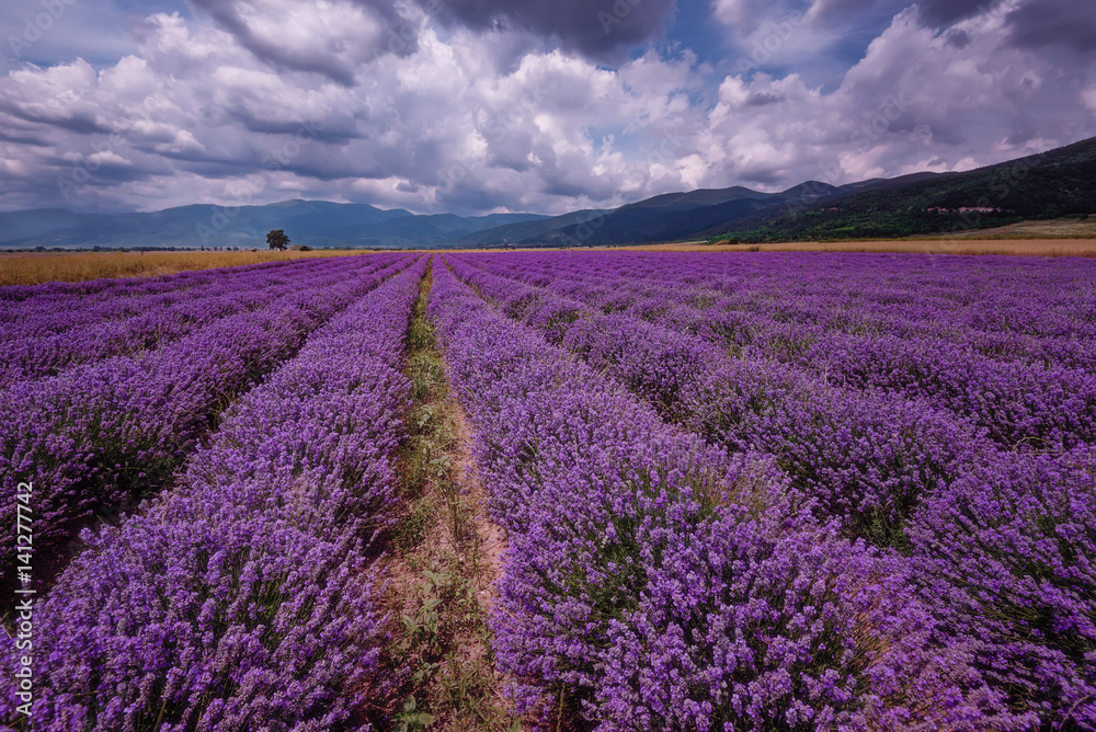 Daily cloudy landscape with lavender in the summer at the end of June. Contrasting colors, beautiful clouds, dramatic sky. - obrazy, fototapety, plakaty 