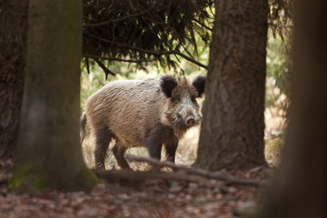 Wall Mural - wild boar, sus scrofa, czech republic