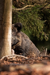 Wall Mural - wild boar, sus scrofa, czech republic