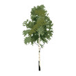 Tree birch clip art, vector