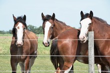 Three Clydesdales