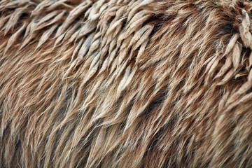 brown bear (ursus arctos) fur texture. wild life animal
