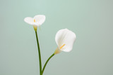 elegant full blooming Calla Lily indoor photo