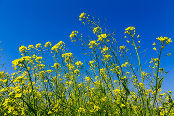 beautiful brassicaceae flower field in vietnam