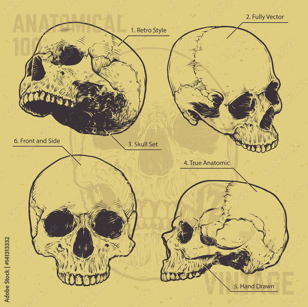 Anatomical Skulls Vector Set Stock Vector | Adobe Stock