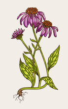Echinacea Flower Illustration