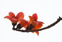     Red Silk Cotton Tree - The Latin Name Is Bombax Ceiba