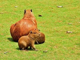 Capybara was sunbathing with her family in the lawn.