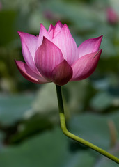 Wall Mural - Beautiful lotus flowers in Vietnam