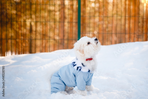 Fotografia, Obraz Bichon-Frize dog on the street is practicing with the dog sitter in the clothes for dogs, kombenizon, winter sunset aviary