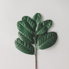 Wall Mural - creative minimal arrangement of leaves on bright white background. flat lay. nature concept.