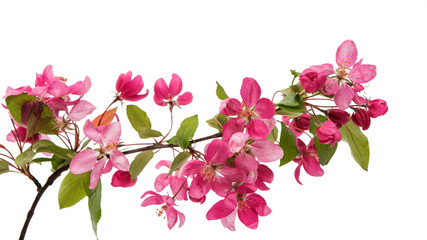 Sticker - Pink apple flower isolated