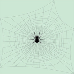 Spider and networks