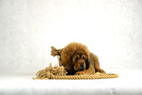 Fototapeta Psy - 0178 - Mastiff Tybetański