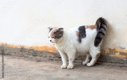 Fototapeta na drzwi i meble The cat relaxing on floor,brown cat and white cat