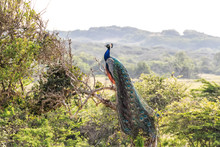 Peacock Or Pavo Cristatus