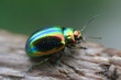 Glowworm - green bug close up