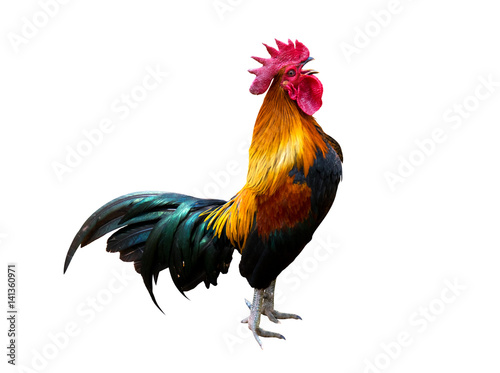 Fotografía Rooster bantam crows isolate on white background