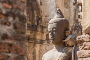 Buddha image with monkey in the ruined ancient.